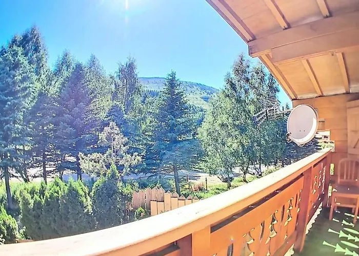 Ours Brun - Ours Brun Mae-5193 * Venosc